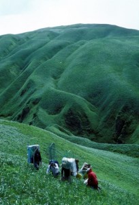 aleutian-cacklling-goose-capture-and-translocation_w494_h725