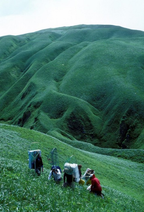 aleutian-cacklling-goose-capture-and-translocation_w494_h725