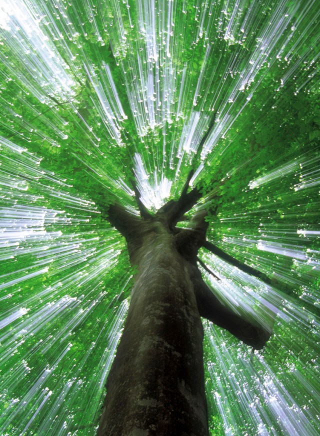 Light Streaming Through the Crown of a Tree
